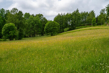 Małopolskie, łąka we kwiatach na wiosnę. © Maciej G. Szling