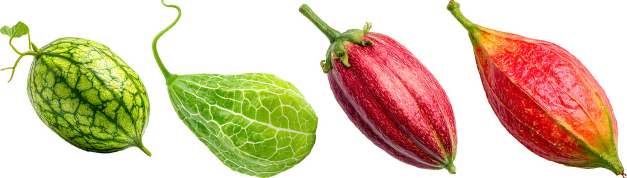 Four Ivy Gourd (Momordica charantia) Vining Plants Display Fresh Green Growth and Natural Botanical Beauty

