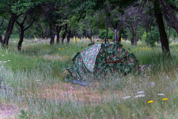 Camouflage camping tent pitched in a lush green forest glade with wildflowers. Automatic pop-up tourist tent set up in the woods. © Dina Luk