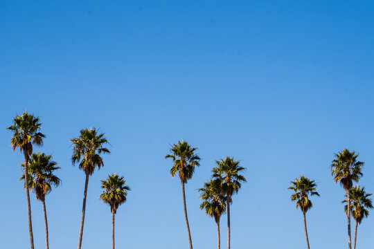 Palm trees against a blue sky in California