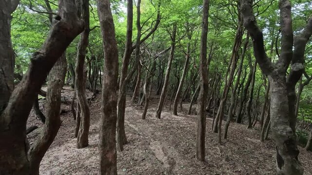 	新緑の美しい登山道、熊よけ鈴の音入り