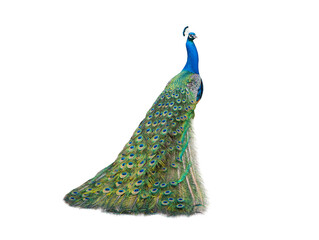 Obraz premium Beautiful indian peafowl with long train isolated on transparent background