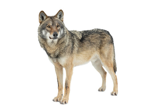Majestic eurasian grey wolf standing isolated on transparent background