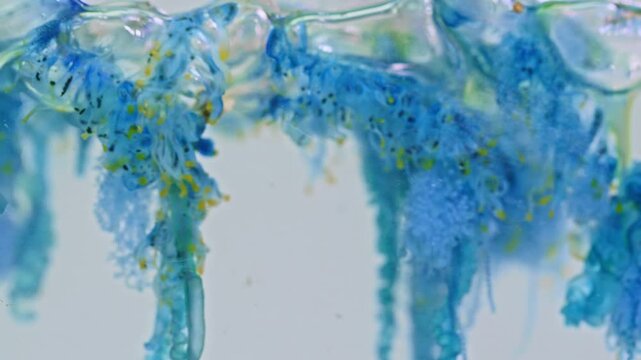 Despite resembling a jellyfish, the Portuguese man of war is a colonial hydrozoan composed of specialized organisms working together as a single unit. Dangerous Jellyfish in Tropical Waters