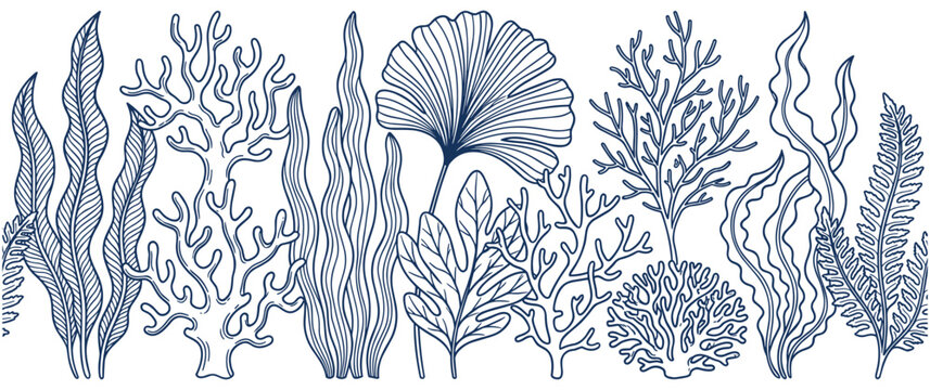 Underwater plants and coral reef illustration.