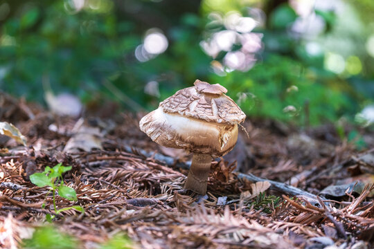 close up of a fungus growing in woodland