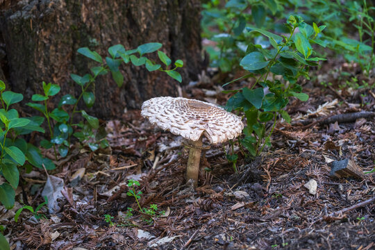 close up of a fungus growing in woodland