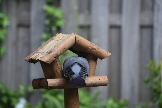 A common wood pigeon bird, Columba palumbus, seen from behind, eating from a wooden bird house shaped feeder in a garden. Photo with shallow focus. 