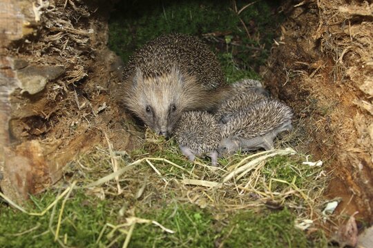 European hedgehog (Erinaceus europaeus) female with 13-day-old young, just opening their eyes, Allg&auml;u, Bavaria, Germany