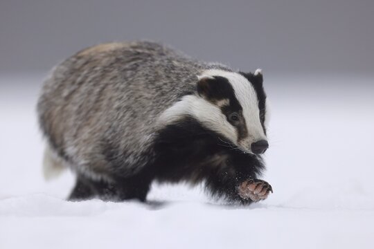 European badger (Meles meles), running in a snowy meadow, Czech Republic