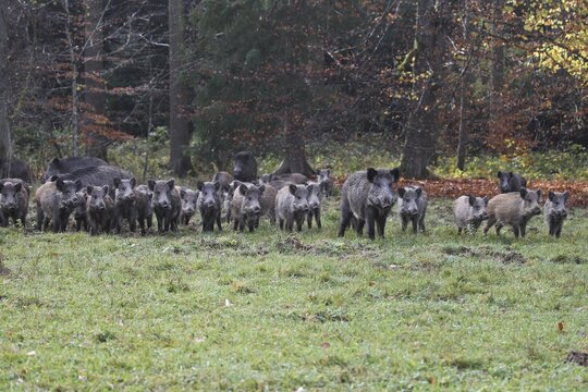 Wild boar (Sus scrofa) mixed herd secured at the edge of a forest, Allg&auml;u, Bavaria, Germany