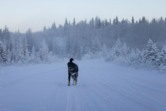 Black dog on a snowy road in winter