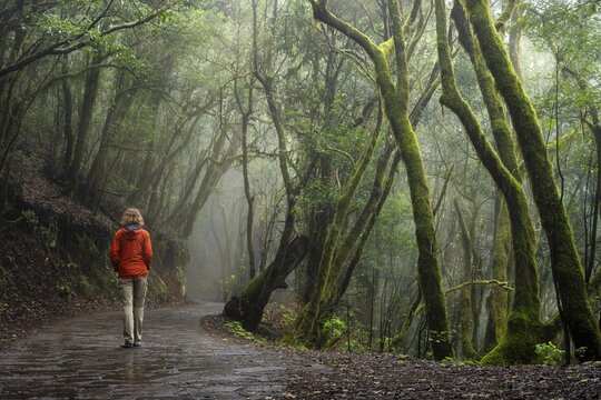 A hiker on a hiking trail in the cloud forest. Laurel trees with moss and lichen. Foggy weather. Garajonay National Park, La Gomera, Canary Islands, Spain