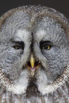 Great grey owl (Strix nebulosa) adult bird head portrait, England, United Kingdom, Captive