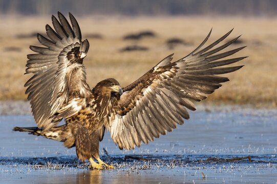 Young white-tailed eagle (Haliaeetus albicilla) with spread wings in winter, Kutno, Poland
