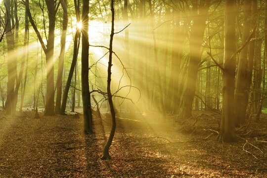 Light-flooded untouched beech forest with lots of dead wood in the early morning, sun shines through fog, Reinhardswald, Hesse, Germany
