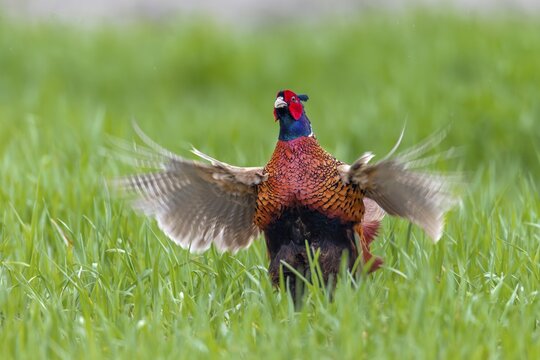 The pheasant cock (Phasianus colchicus) continues the mating ritual with a slightly forward leaning posture and rapid wing beats, mating season, mating dress, mating season, mating ritual, April, Germany