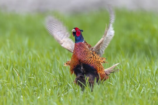 The pheasant cock (Phasianus colchicus) presents the mating ritual in an upright posture and rapid wing beats, mating season, mating dress, mating season, mating ritual, April, Germany