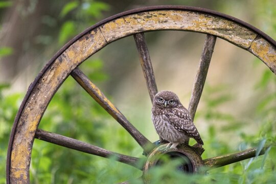 Little owl (Athene noctua), Vechta, Lower Saxony, Germany