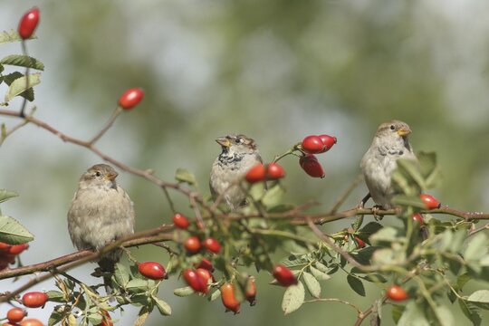 House sparrow (Passer domesticus) in rose hip bush Rosa canina), Allg&auml;u, Bavaria, Germany