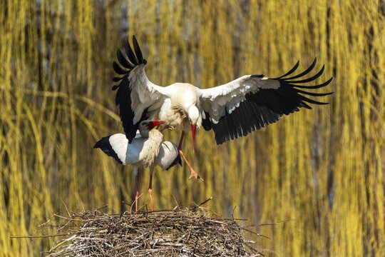 Two storks in courtship pose on a nest with outstretched wings, White Stork (Ciconia ciconia), wildlife, Germany