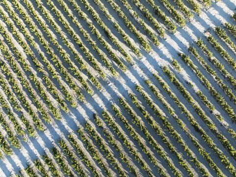 The vineyard of the Bodega Gonz&aacute;lez Byass near the town of Jerez de la Frontera. Aerial view. Drone shot. C&aacute;diz province, Andalusia, Spain