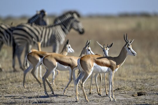 Springbok (Antidorcas hofmeyri) and plains zebra (Equus quagga) at the Nxai Pan waterhole, Nxai Pan National Park, near Gweta, Central District, Botswana