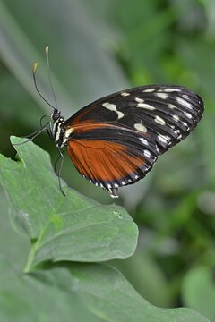 Five-spotted Longwing (Heliconius hecalesia), native to Colombia, butterfly house, Forgaria nel Friuli, Italy
