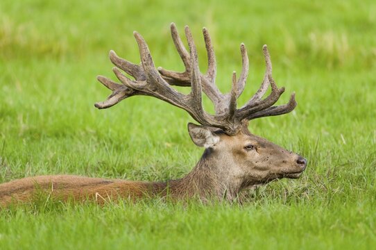 Red Deer (Cervus elaphus) in velvet antler lying in a muddy pool, captive, Bavaria, Germany