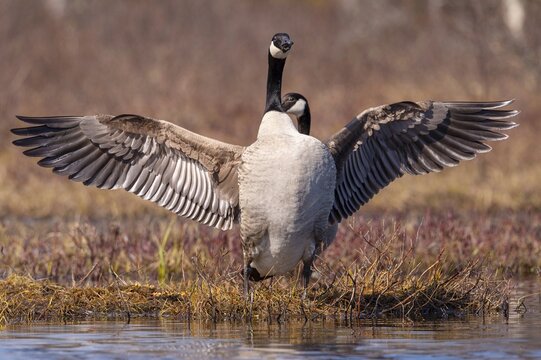 Canada goose (Branta canadensis) at a lake, F&aring;gelsj&ouml;, G&auml;vleborgs l&auml;n, Sweden