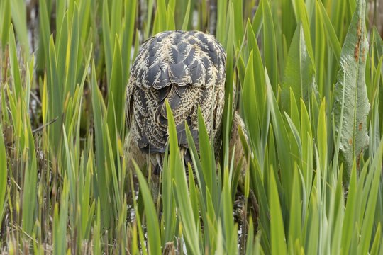 Eurasian or Great bittern (Botaurus stellaris) adult bird booming or calling in a reedbed in spring, RSPB Minsmere nature reserve, Suffolk, England, United Kingdom