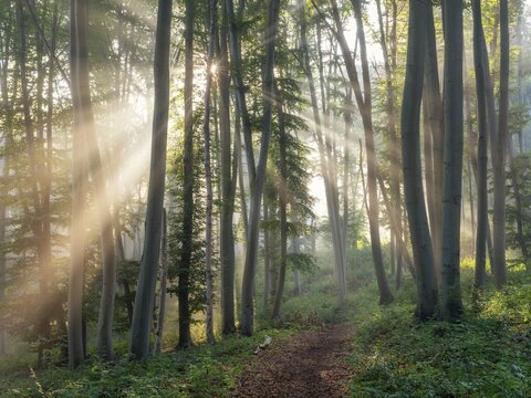 Hiking trail through natural green beech forest in the morning light, the sun shines through the morning mist, near Freyburg (Unstrut), Saxony-Anhalt, Germany
