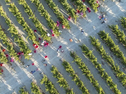 Vintage at the vineyard of the Bodega Gonz&aacute;lez Byass near the town of Jerez de la Frontera. Aerial view. Drone shot. C&aacute;diz province, Andalusia, Spain