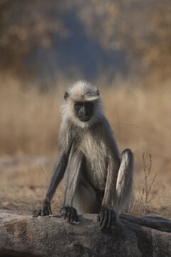 Gray langur (Semnopithecus entellus) monkey adult sitting on a rock, Bandhavgarh, Madhya Pradesh, India