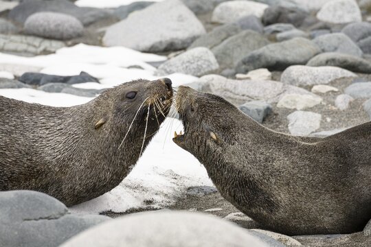Antarctic Fur Seals (Arctocephalus gazella), Half Moon Island, South Shetland Islands, Antarctica