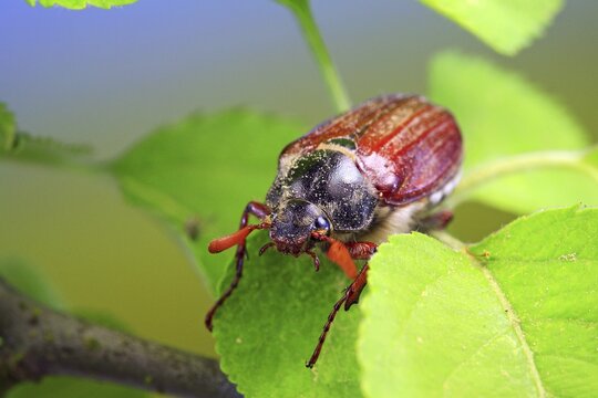 May bug or Cockchafer (Melolontha melolontha)
