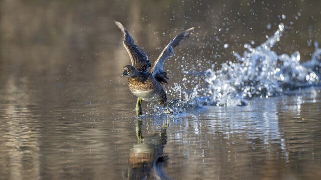 Little grebe (Tachypaptus ruficollis), taking off from the water, Jenbach, Tyrol, Austria