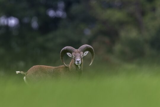 A young mouflon ram (Ovis gmelini) looks curiously over a hill, the raised frond signalling maximum attention, Germany
