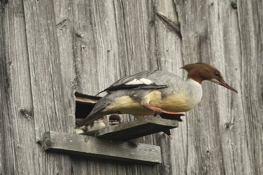 Goosander (Mergus merganser) female at the breeding den in a field barn, a few seconds in front of jumping into the deep, Allg&auml;u, Bavaria, Germany, Allg&auml;u, Bavaria, Germany