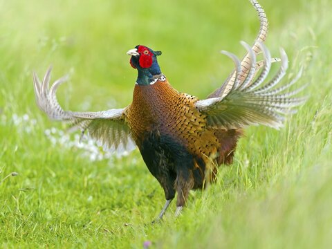 Hunting pheasant (Phasianus colchicus), pheasant flapping its wings, Texel Island, Netherlands