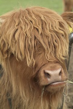 Scottish Highland Cattle (Bos primigenius f. taurus), Mieminger Plateau, Tyrol, Austria, Europe