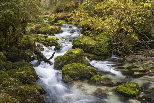 The Schwarzbach stream flowing away from the Gollinger waterfall (Schwarzbachfall, Schwarzenbachfall) . Rocks with moss. Autumn. Tennengau, Salzburger Land, Upper Austria, Austria