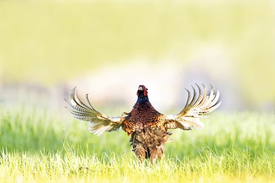 Pheasant (Phasianus colchicus), calling male, courtship display, flapping wings, fluttering, Middle Elbe Biosphere Reserve, Saxony-Anhalt, Germany