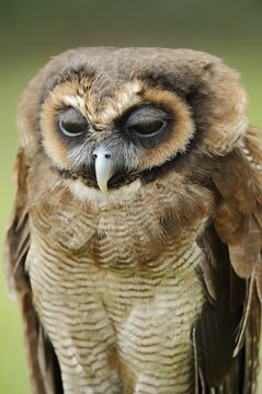Brown wood owl (Strix leptogrammica), portrait, captive, occurrence in Asia