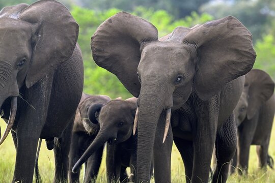 African forest elephants (Loxodonta cyclotis) in a clearing in Loango National Park, Parc National de Loango, Ogoou&eacute;-Maritime Province, Gabon