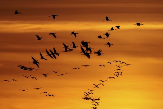 Birds flying in large groups at an orange sunset, Crane (Grus grus) wildlife, Western Pomerania Lagoon National Park, Zingst, Mecklenburg-Western Pomerania, Germany