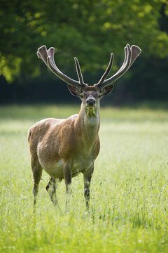 Red deer (Cervus elaphus) with velvet antler, Piston stag, captive, Germany