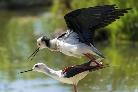A pair of birds in flight and mating behaviour over a pond, black-winged Black-winged Stilt (Himantopus himantopus), France