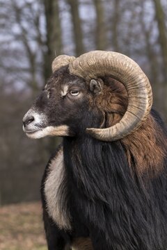 European mouflon (Ovis orientalis musimon), portrait, Vulkaneifel, Eifel, Rhineland-Palatinate, Germany