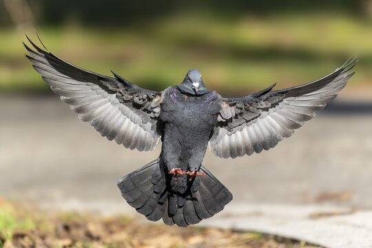 City dove (Columba livia forma domestica) in flight, wildlife, Germany